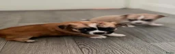 Chihuahua dogs for sale: Adorable pure chihuahua puppies  in Hull - Advert 34