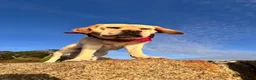 Labrador Retriever dogs for sale: Waiting list for LABRADOR  puppies - Advert 5