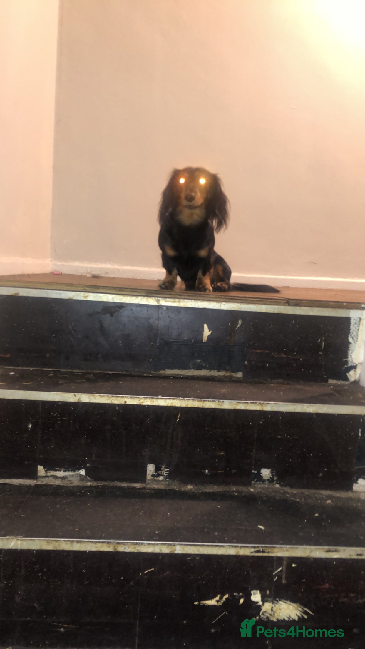 Miniature Dachshund dogs Mini dachshund for stud  - Advert 1