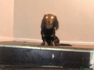 Miniature Dachshund dogs Mini dachshund for stud - Advert 1