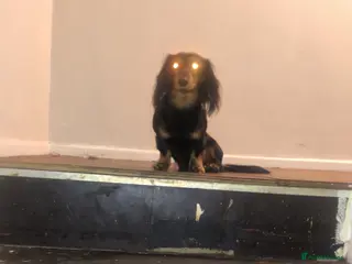 Miniature Dachshund dogs Mini dachshund for stud - Advert 5