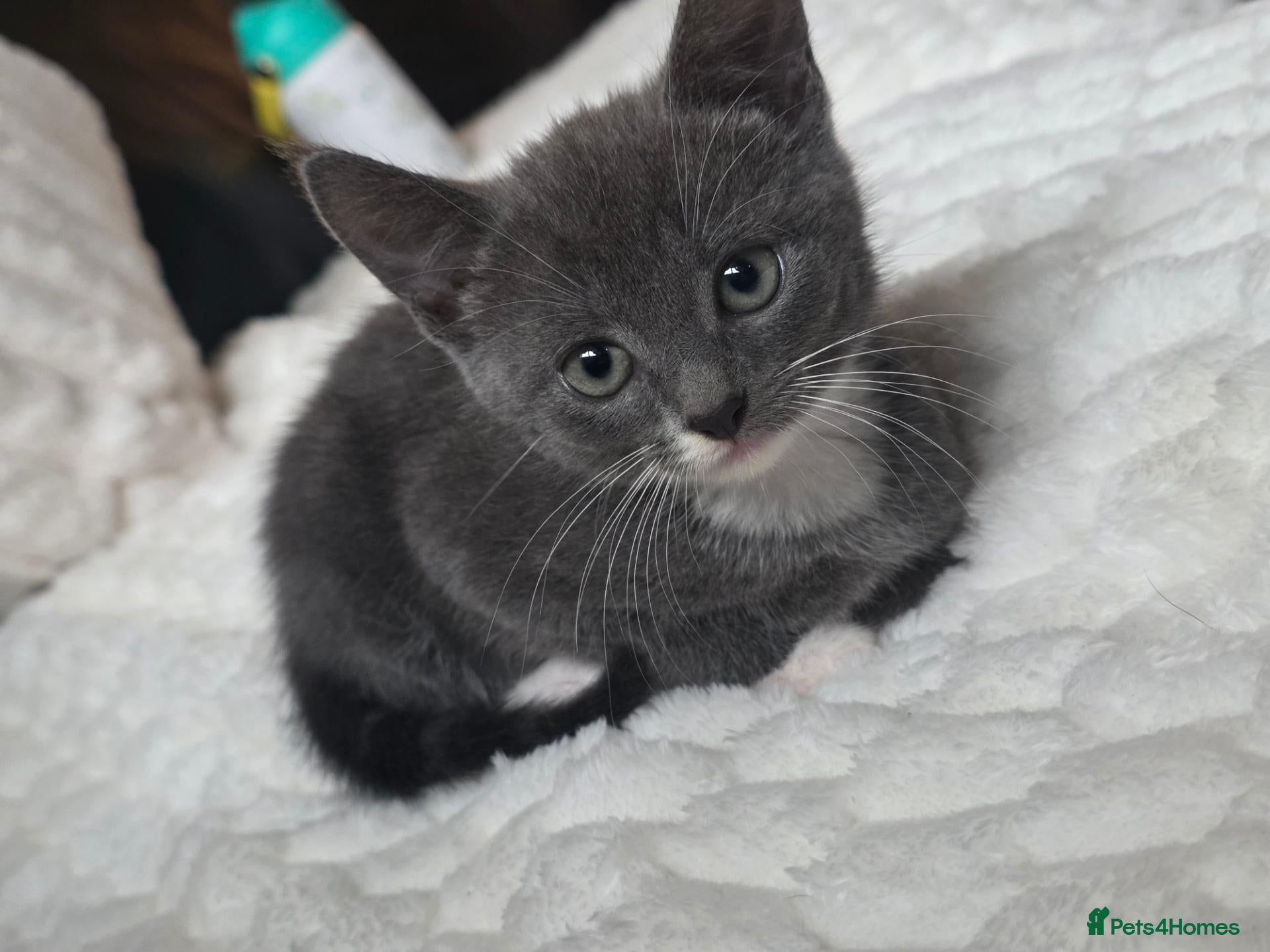 Mixed Breed cats for sale: 2 female kittens ready now - Advert 21