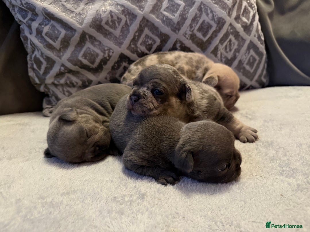 French Bulldog dogs for sale: French Bulldog Puppies - Image 3