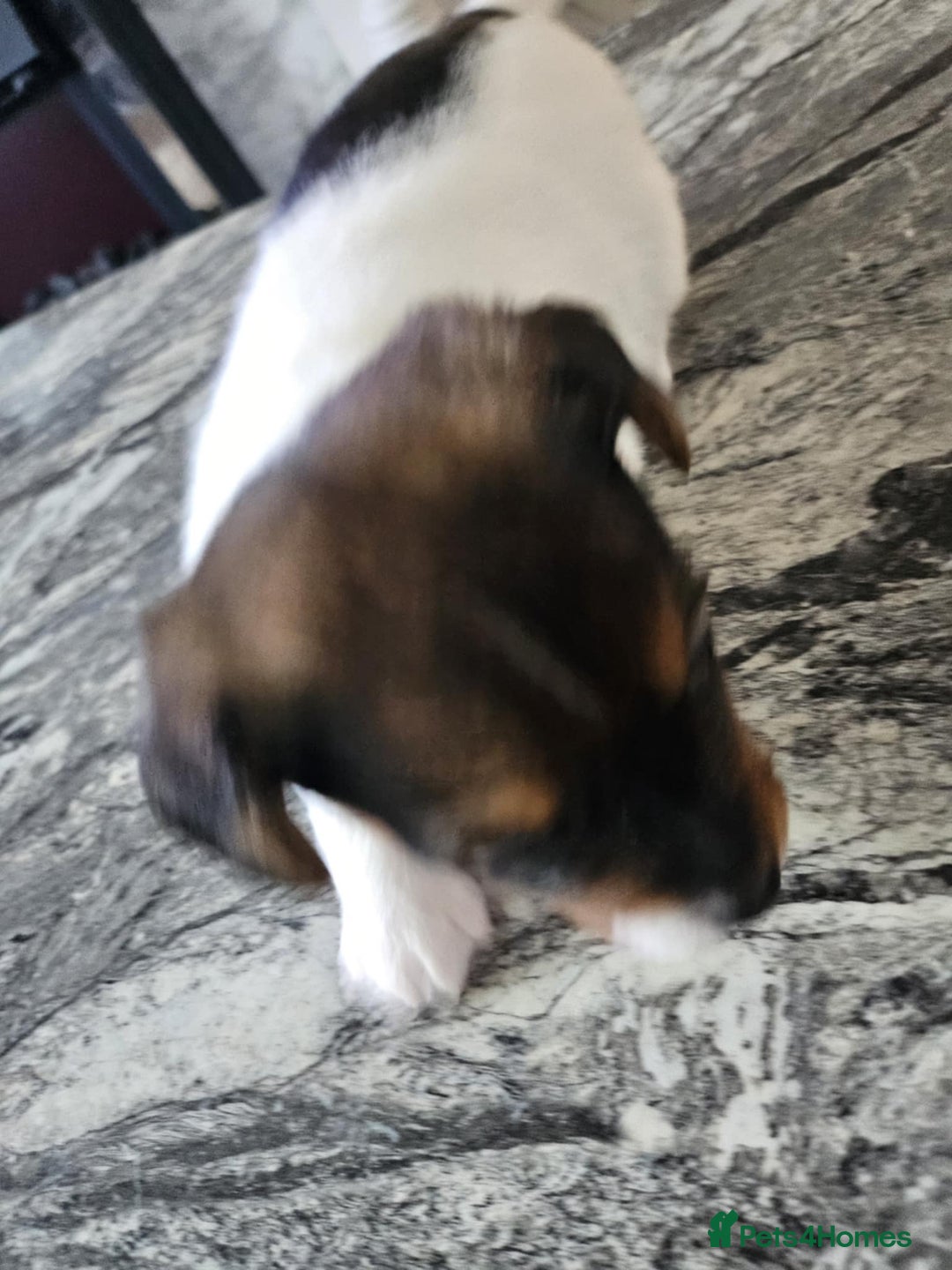 Jack Russell dogs for sale: Full pedigree jack russle pups  - Advert 14