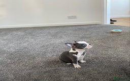 French Bulldog dogs for sale: French Bulldog (Blu) - Image 6