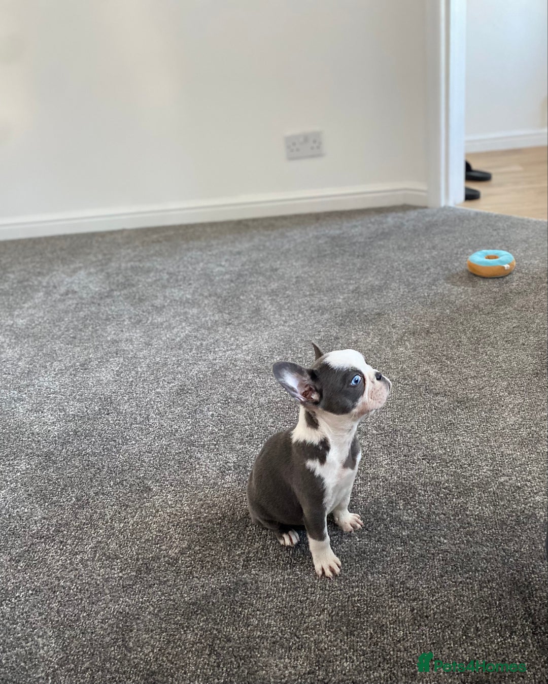 French Bulldog dogs for sale: French Bulldog (Blu) - Image 6