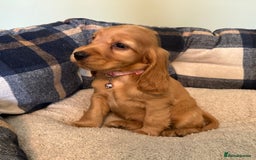 Cocker Spaniel dogs for sale: * KC Registered show type cockers * - Image 13