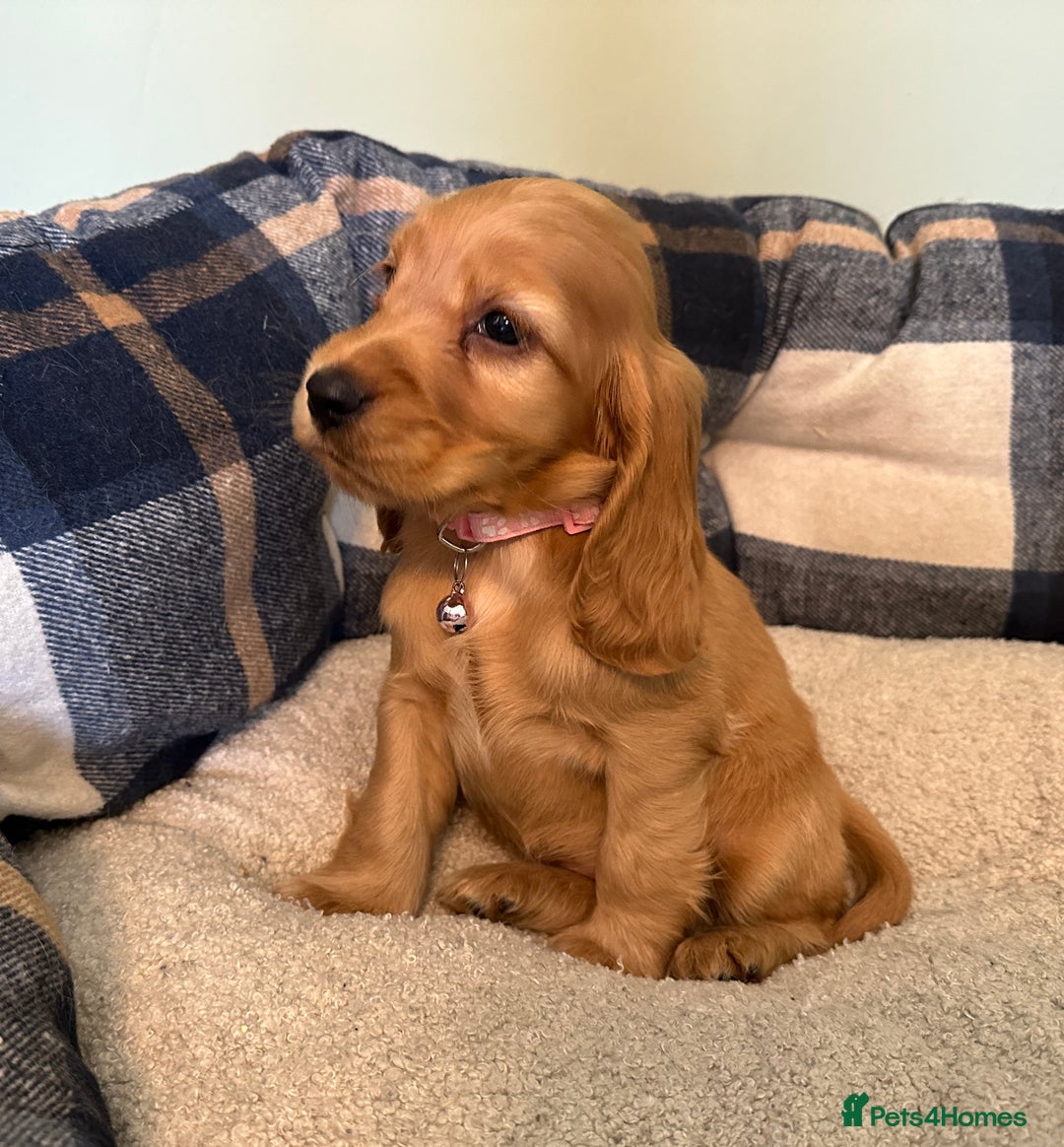 Cocker Spaniel dogs for sale: * KC Registered show type cockers * - Image 13
