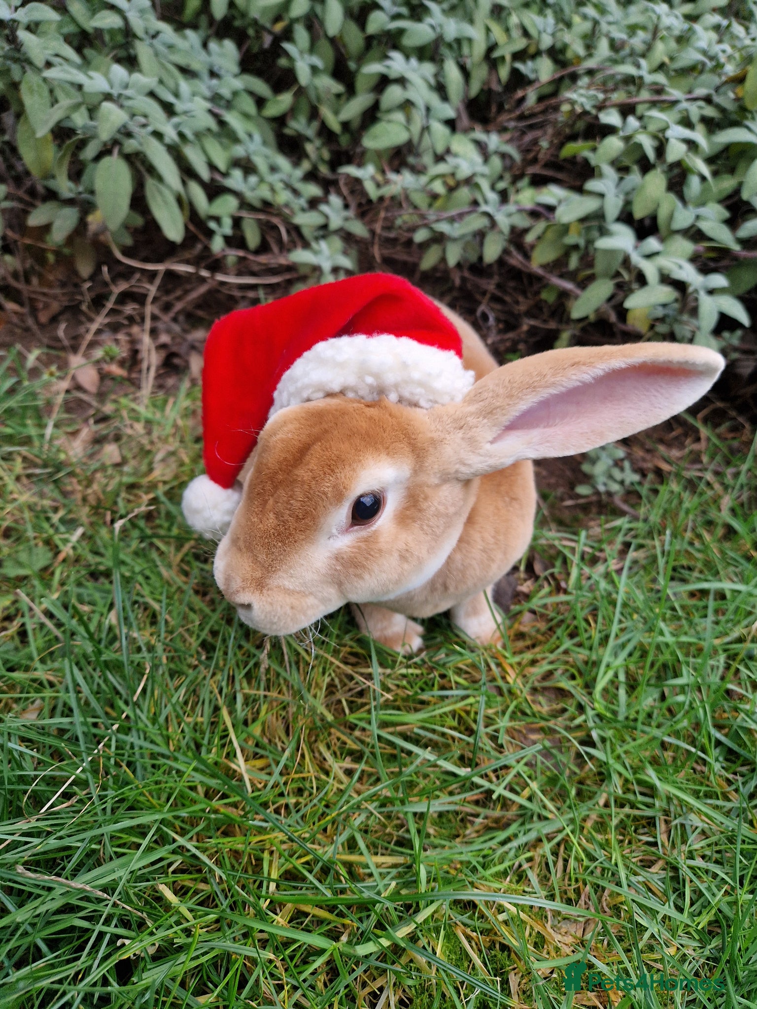 Rex rabbits Standard rex male  - Advert 1