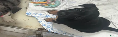 Mixed Breed 2