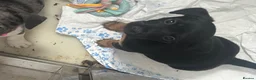 Mixed Breed dogs for sale: Jack Russell puppies looking for the forever home  in Halifax - Advert 6