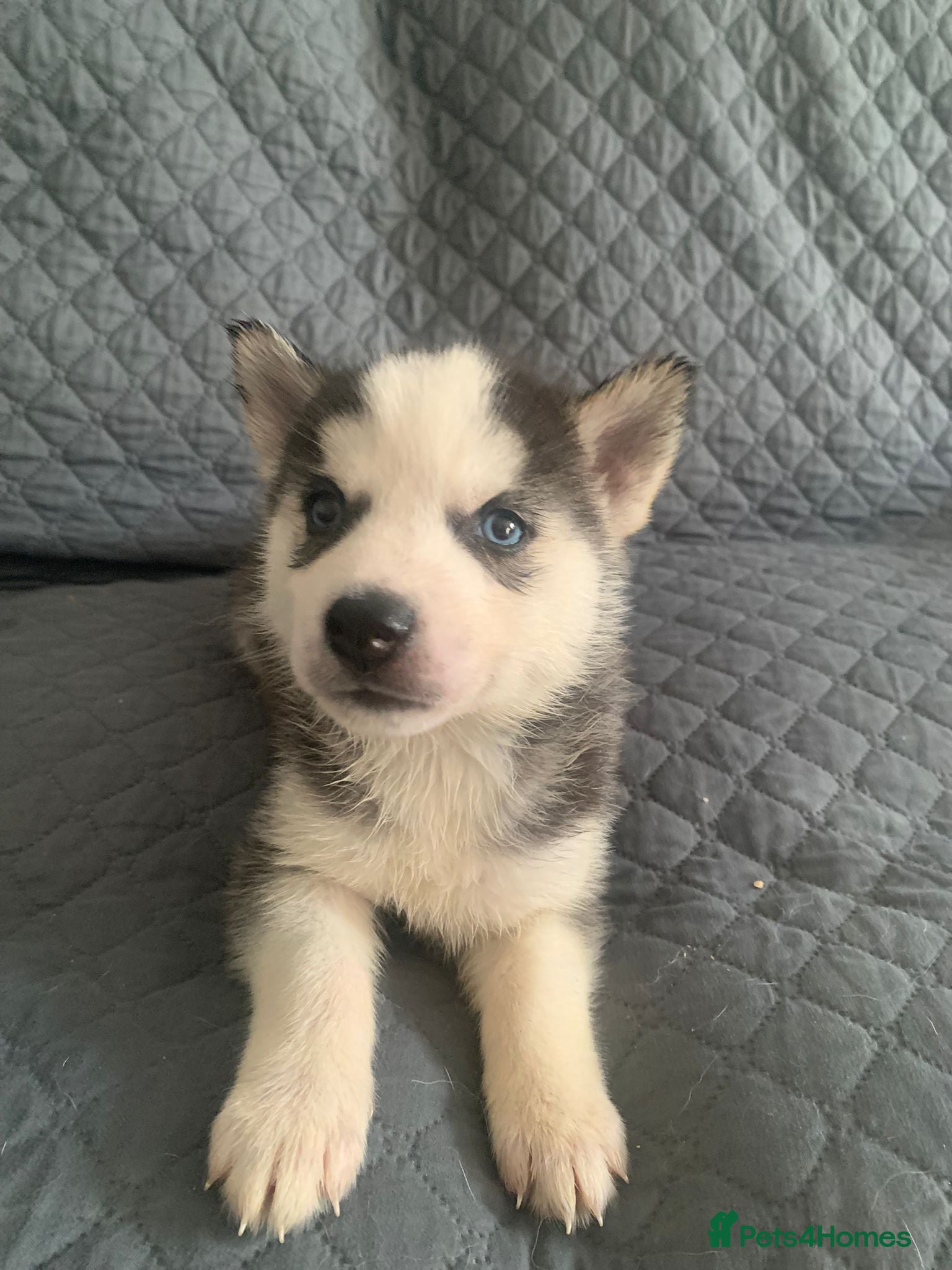 Siberian Husky dogs Only 2 girls left out of a litter of 7  - Advert 9