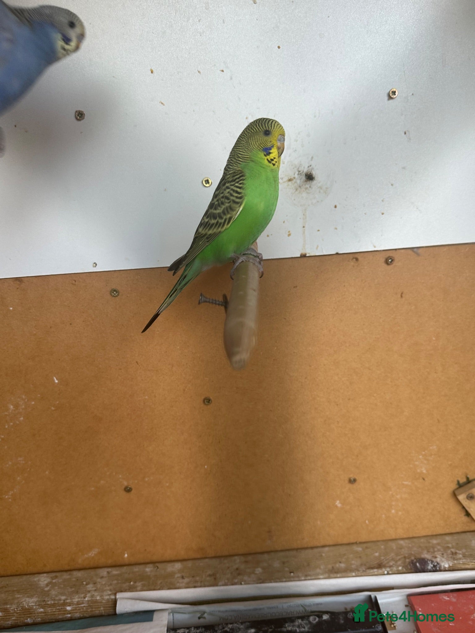 Budgerigars birds Lovely violet and green budgie - Advert 2
