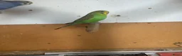 Budgerigars birds for sale: Lovely violet and green budgie - Advert 2
