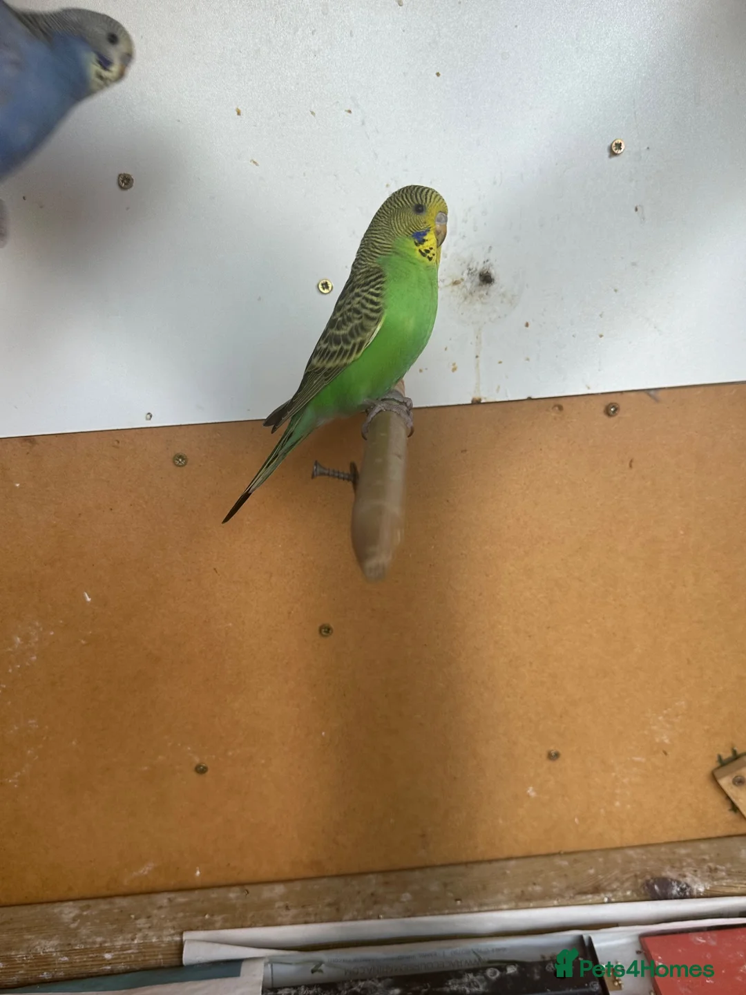 Budgerigars birds for sale: Lovely violet and green budgie - Advert 2