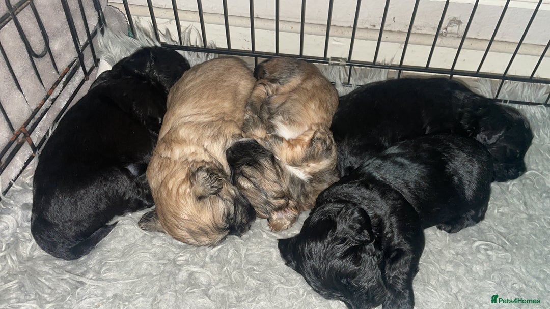 Shihpoo dogs for sale: Adorable boys  - Advert 4