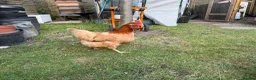 Chickens poultry for sale: Lovely laying hens, 10 months old - Advert 5