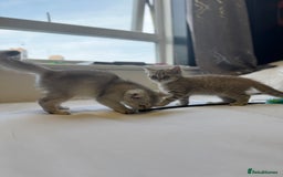 British Shorthair cats for sale: BSH kitten classic & chinchilla bloodline - Image 12