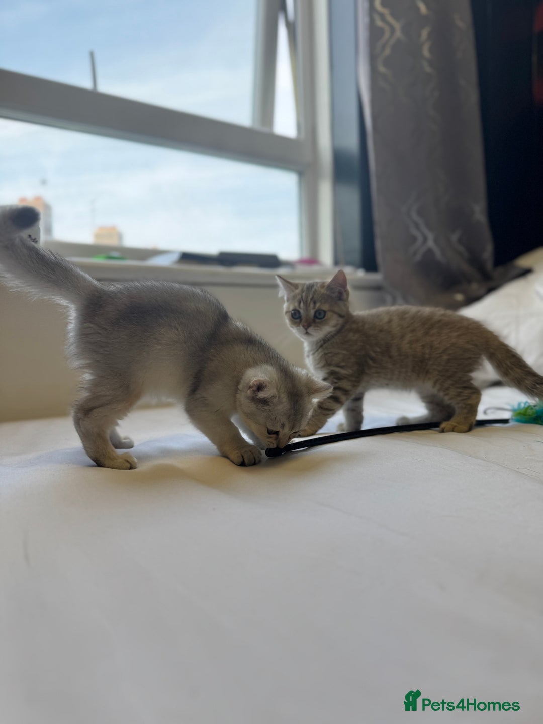 British Shorthair cats for sale: BSH kitten classic & chinchilla bloodline - Image 12