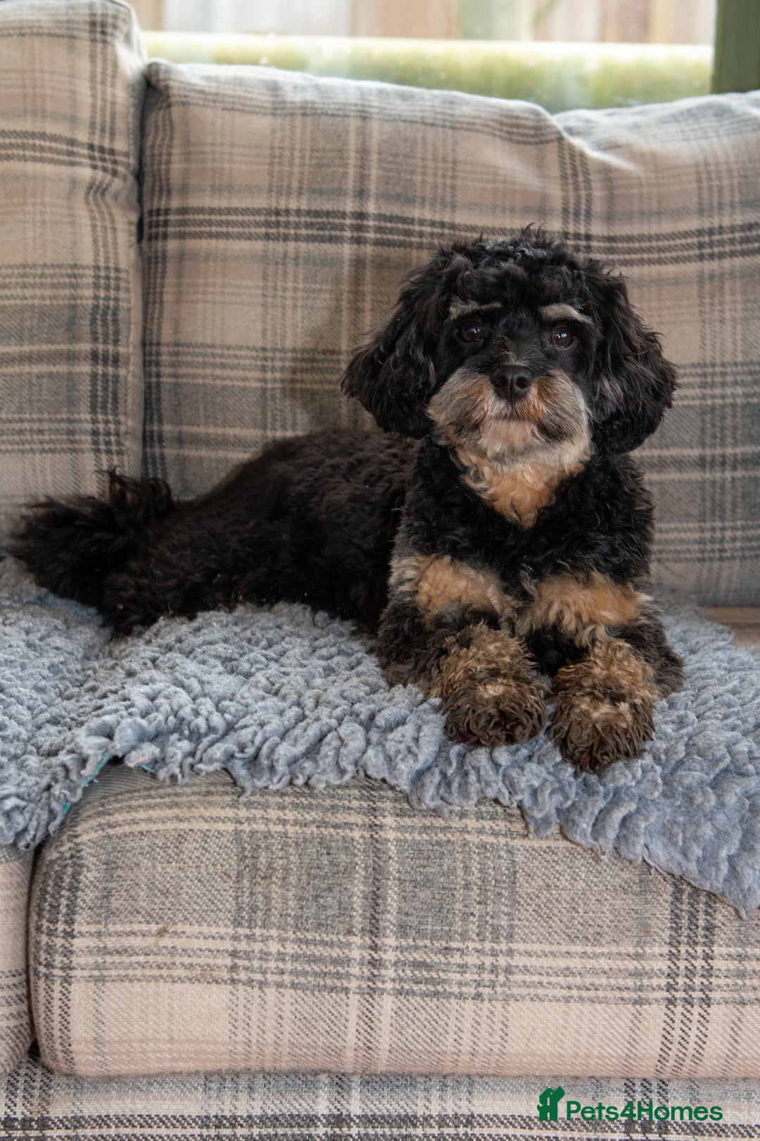 Cavapoo dogs for sale: 1 year old cavapoo  - Advert 2