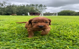 Cockapoo dogs for sale: Fox Red Super Quality Cockapoos - Image 10