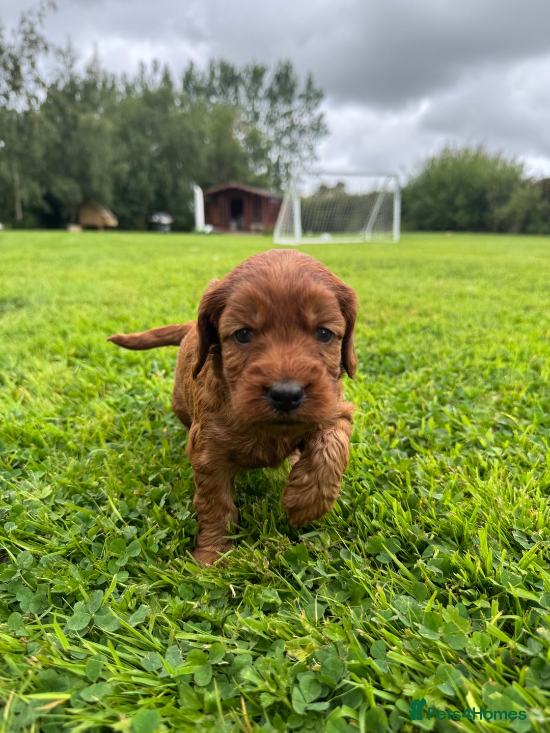 Cockapoo dogs for sale: Fox Red Super Quality Cockapoos - Image 10