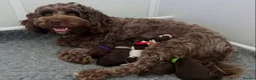 Cockapoo dogs for sale: F2 beautiful cockapoo puppies  in Leamington Spa - Advert 1
