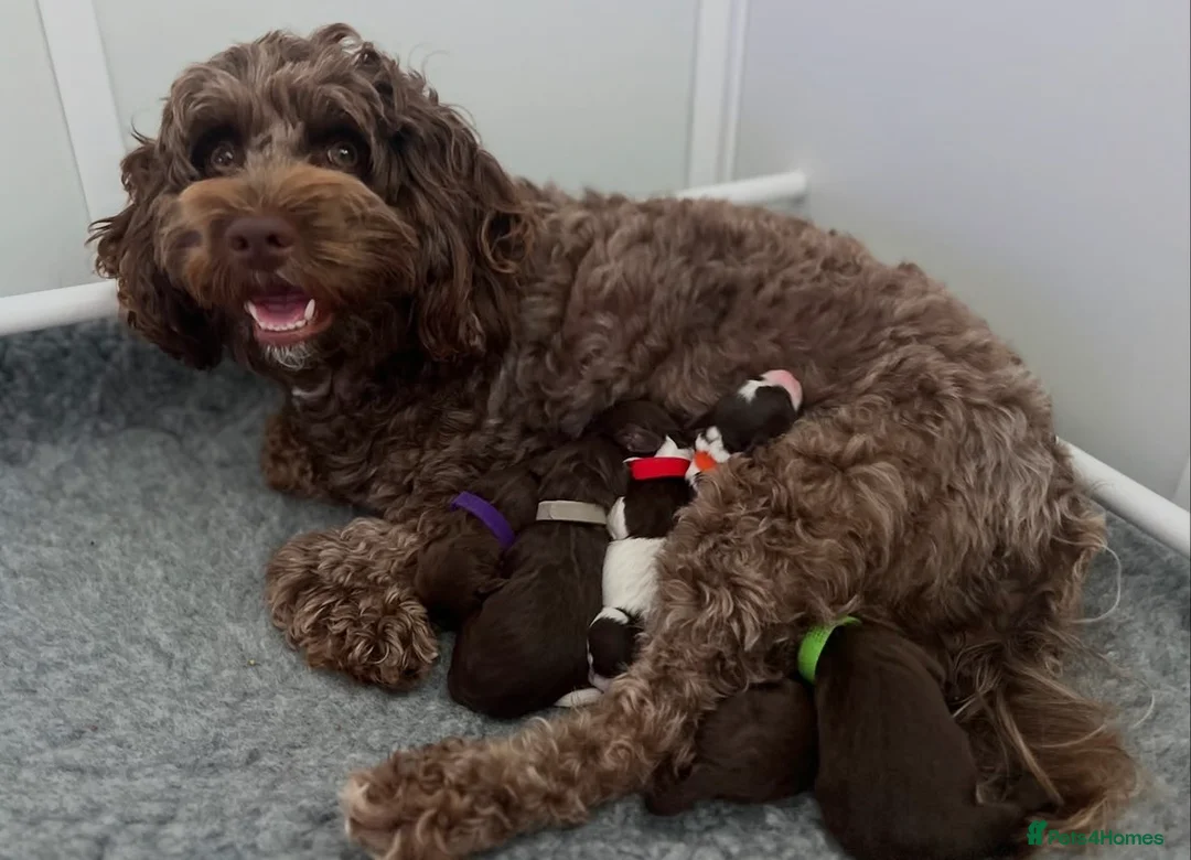 Cockapoo dogs for sale: F2 beautiful cockapoo puppies  in Leamington Spa - Advert 1