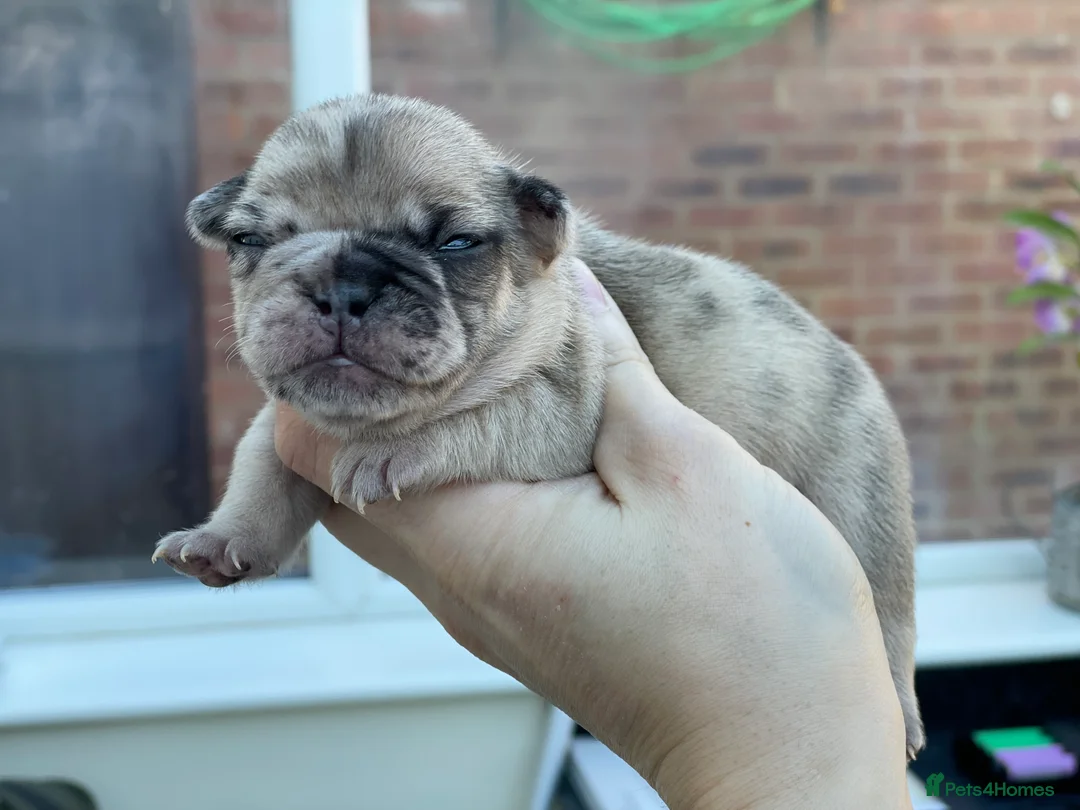 French Bulldog dogs for stud: Champagne Charlie new shade Isabella  in Hastings - Advert 12