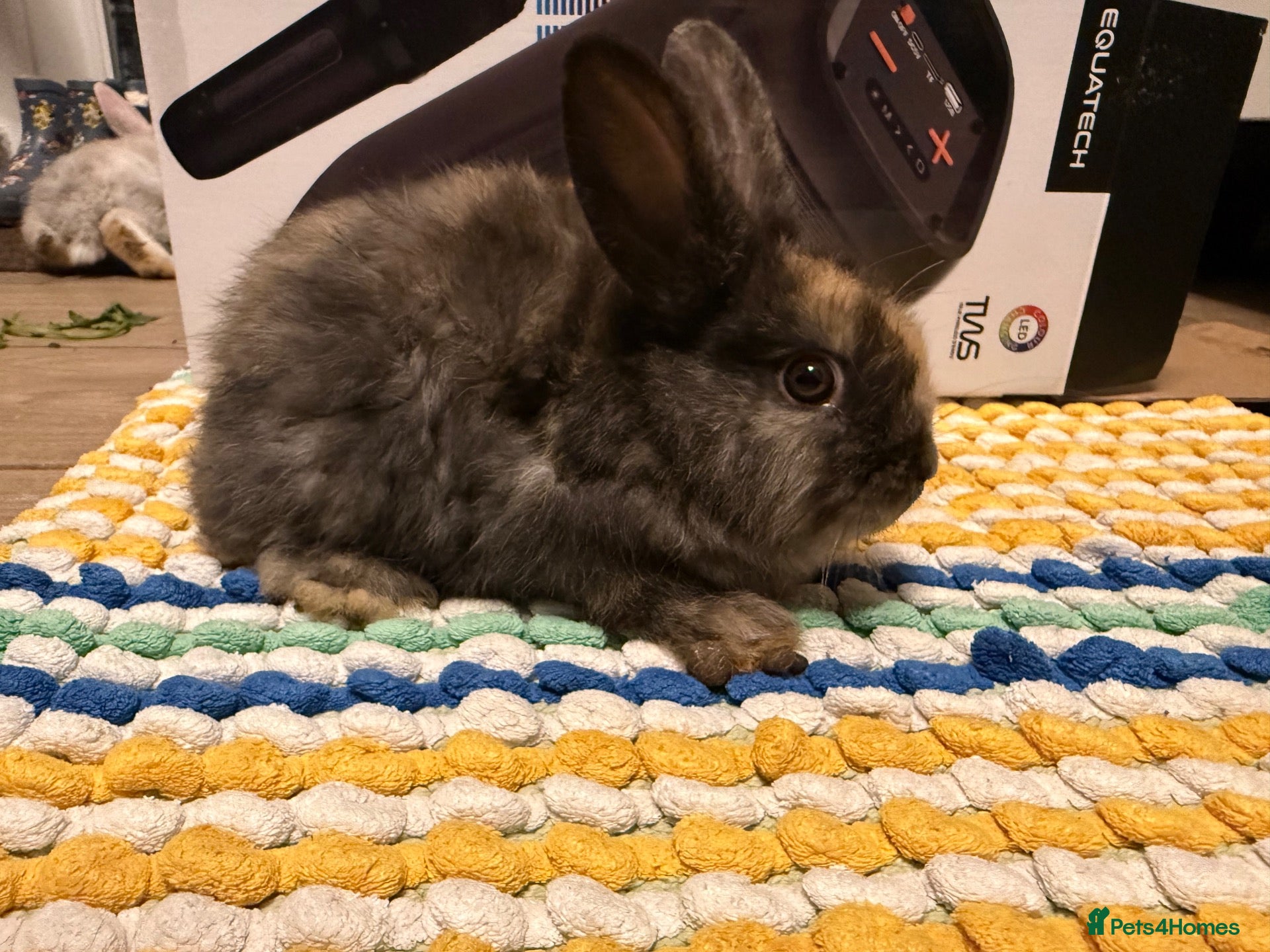 Mixed Breed rabbits Pretty rabbits for sale - Advert 21