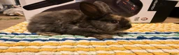 Mixed Breed rabbits for sale: Pretty rabbits for sale - Advert 2