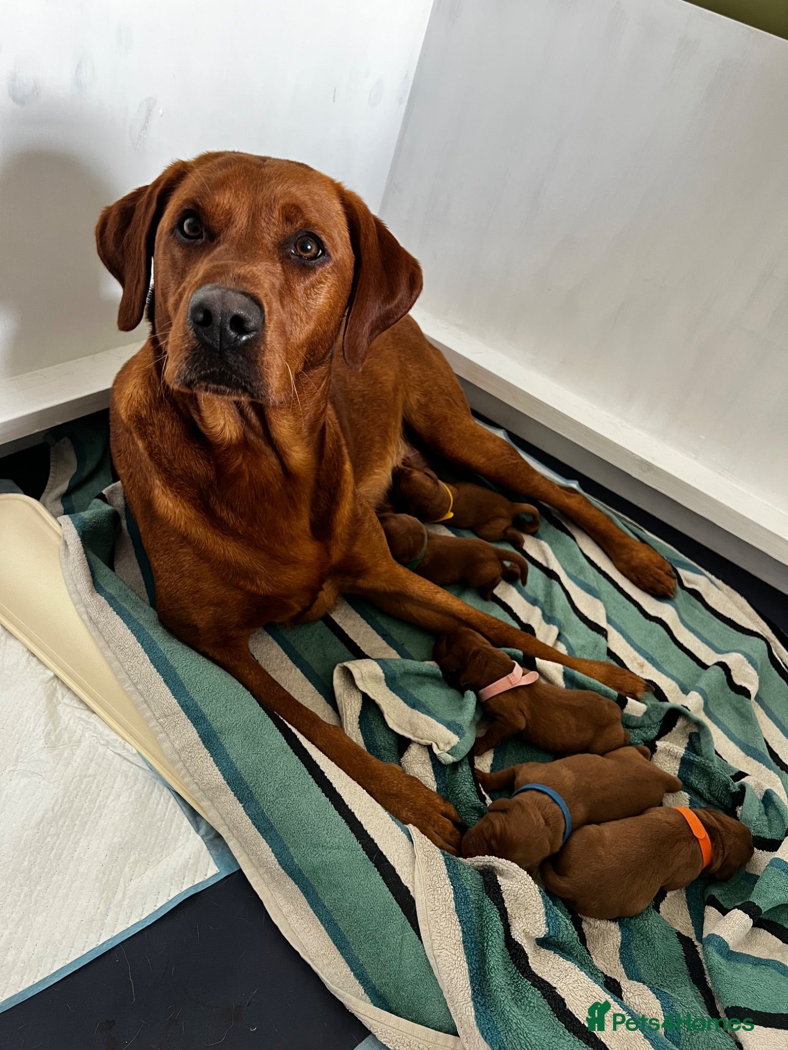 Labrador Retriever dogs KC Registered Fox Red Working Labrador Puppies - Advert 2