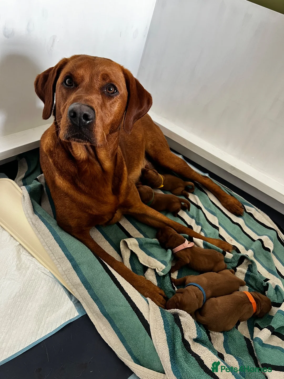 Labrador Retriever dogs for sale: KC Registered Fox Red Working Labrador Puppies in Huddersfield - Advert 2