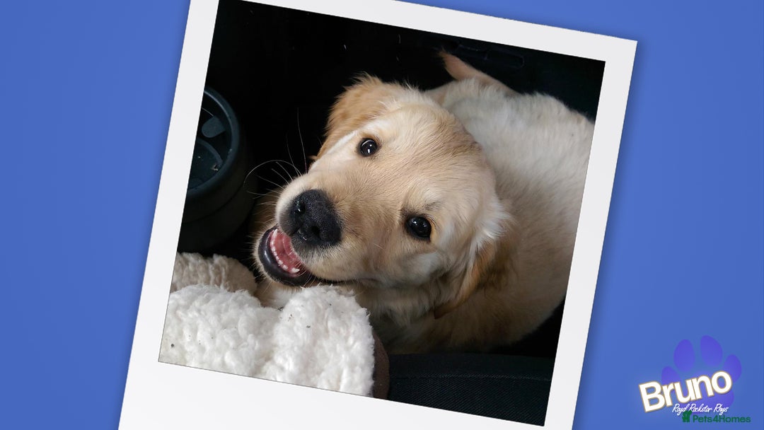 Golden Retriever dogs for stud: KCReg Well Proven Golden Stud, Health & DNA Tested in Wilmslow - Image 16