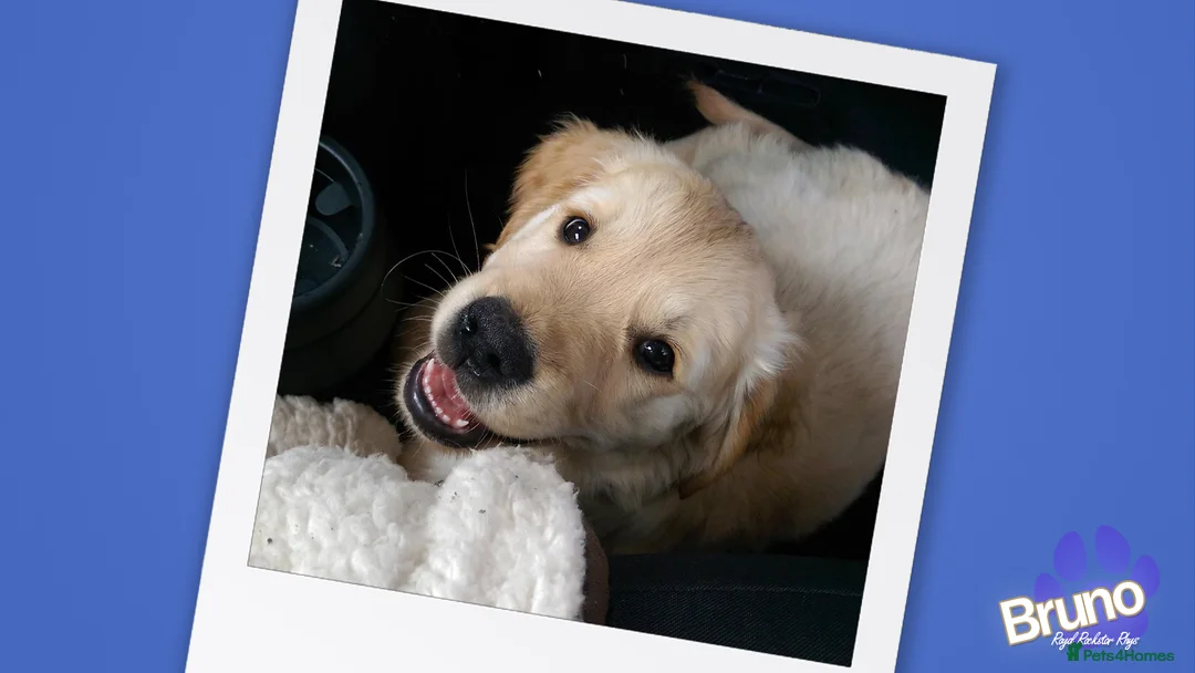 Golden Retriever dogs for stud: KCReg Well Proven Golden Stud, Health & DNA Tested in Wilmslow - Advert 16