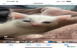 Mixed Breed cats for sale: Unexpected litter  - Image 1