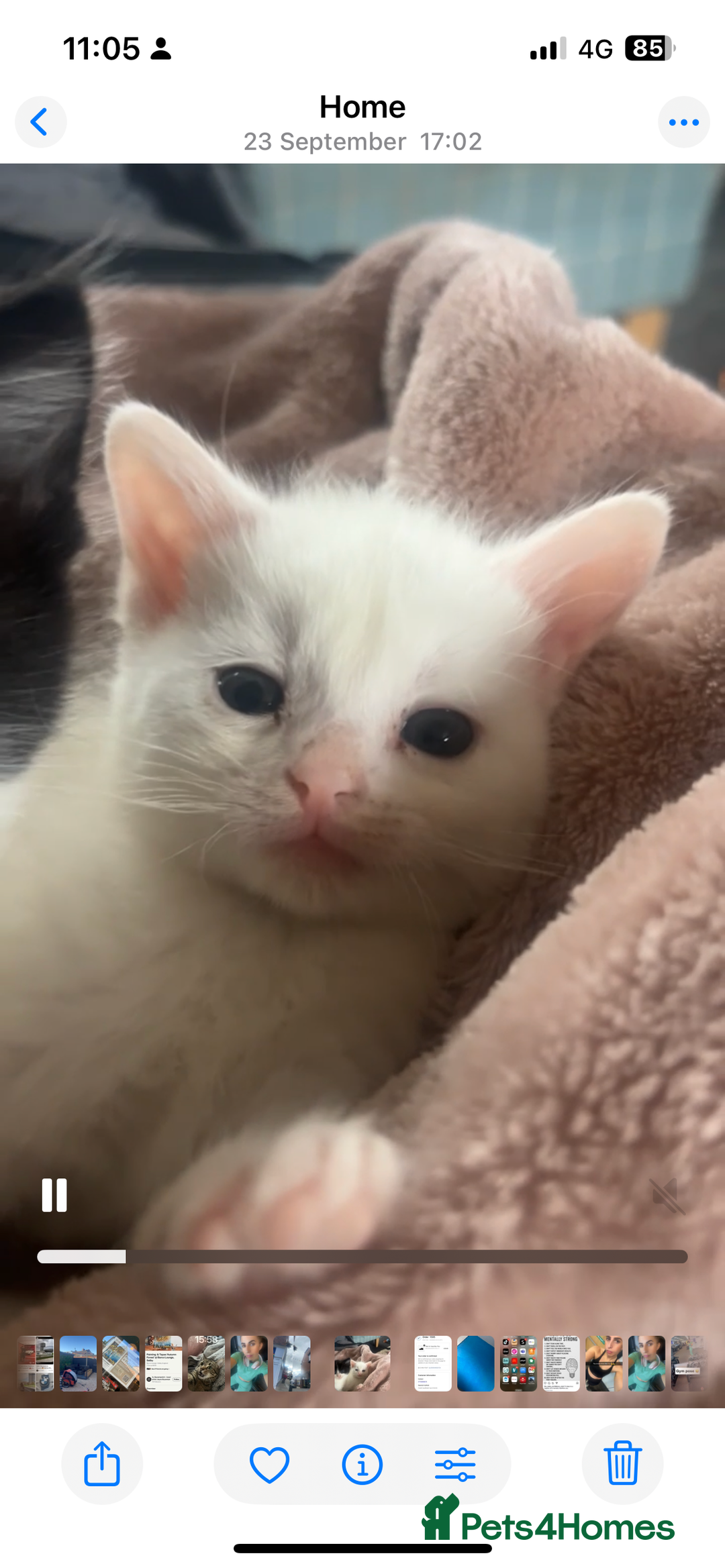 Mixed Breed cats for sale: Unexpected litter  - Image 1
