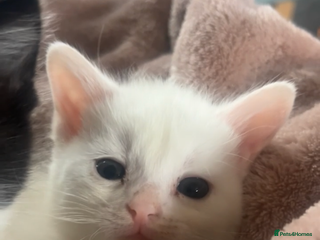 Mixed Breed cats - Advert 29