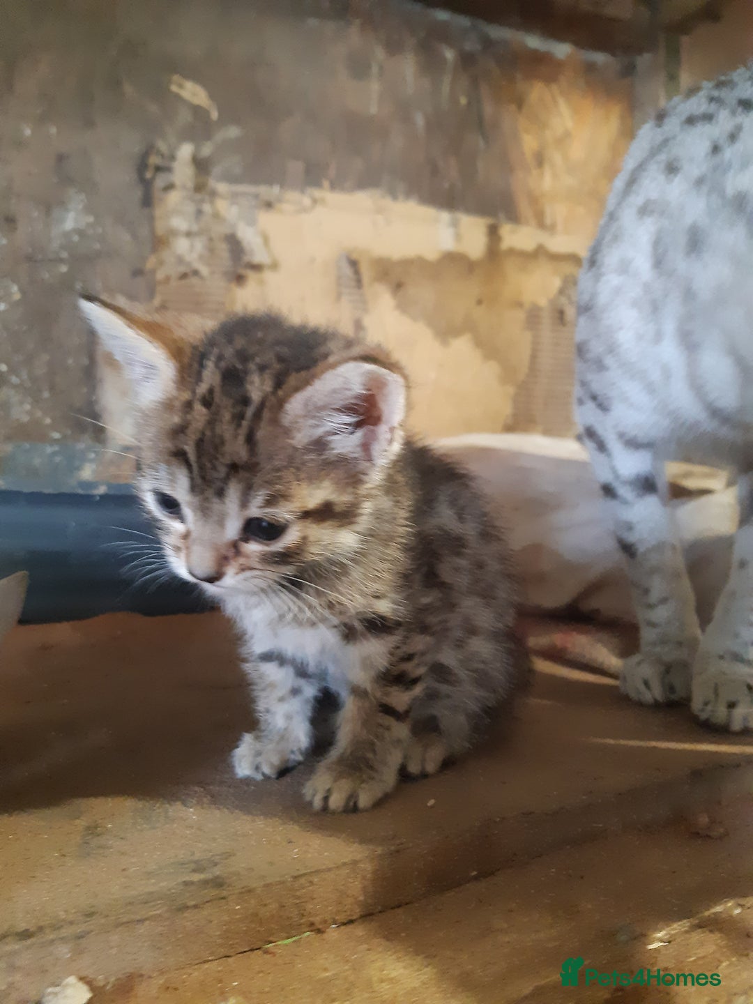 Savannah cats for sale: Savanna f5 kitten,female, - Image 6