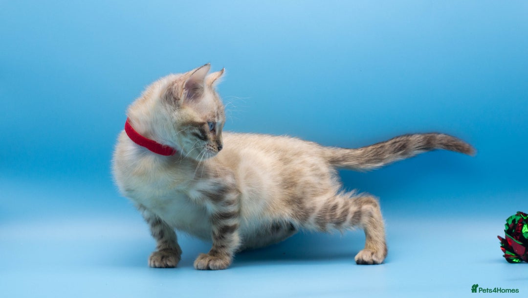 Bengal cats for sale: Beautiful TICA Registered Bengal Kittens - Advert 5