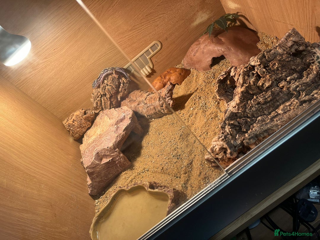 Leopard Gecko reptiles for sale: Baby Leopard Gecko Mack Snow Male - Image 4