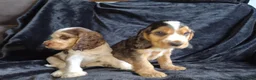 Cocker Spaniel dogs for sale: Kc reg show cocker spaniel - Advert 15
