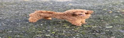Miniature Poodle dogs for stud: Super Dougal stud poodle - Advert 3
