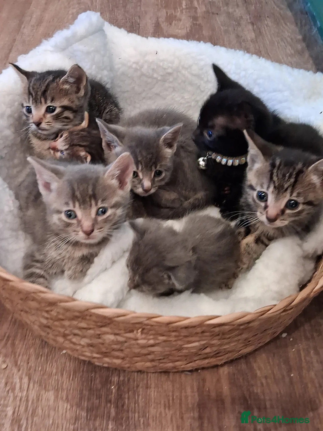 Mixed Breed cats for sale: Beautiful fluffy kittens - Advert 11