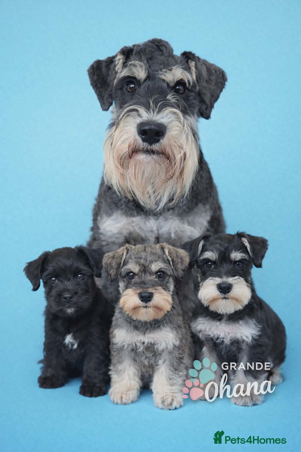 Miniature Schnauzer dogs Fully health tested, KC reg stud - Advert 11