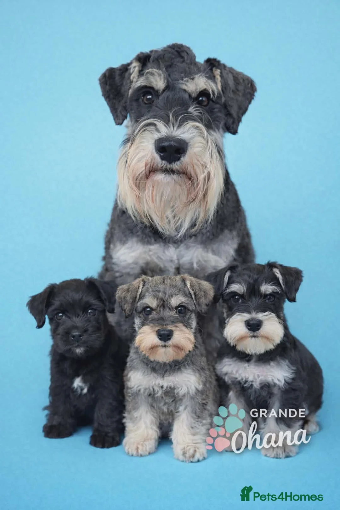 Miniature Schnauzer dogs for stud: Fully health tested, KC reg stud - Advert 1