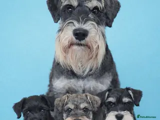 Miniature Schnauzer dogs Fully health tested, KC reg stud - Advert 11