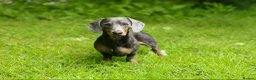 Dachshund dogs for stud: BILLY 🐶 STUD Available ( PROVEN ) - Advert 6