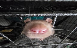 Rat rodents for sale: 4 male rats rehome ( can go with cage) - Image 8