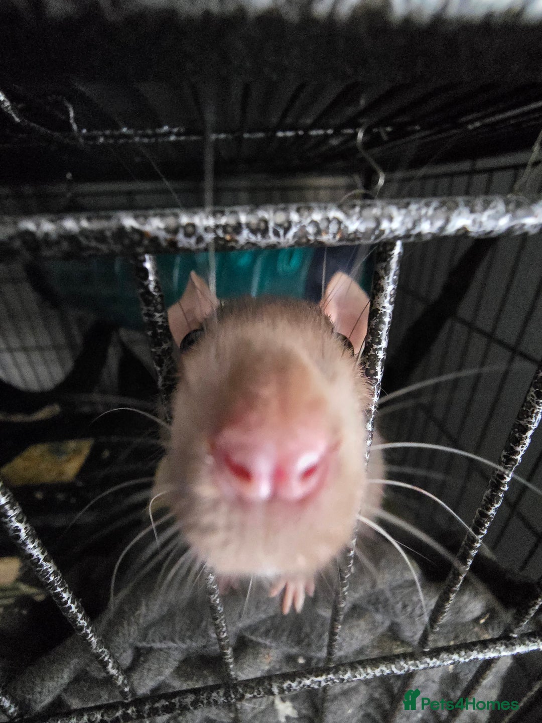 Rat rodents for sale: 4 male rats rehome ( can go with cage) - Image 8